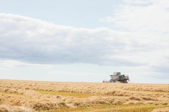 Combine harvester is cutting golden wheat stubble into straw rows under cloudy sky in flat design
