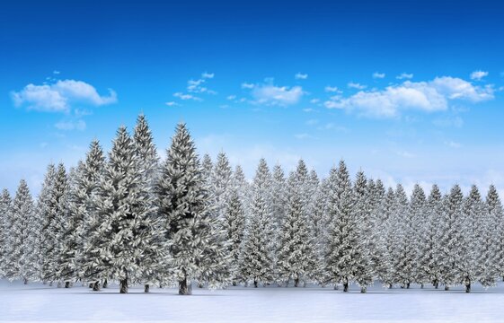 Fototapeta Fir tree forest in snowy landscape