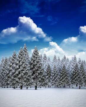 Fototapeta Fir tree forest in snowy landscape