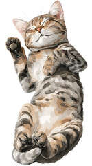 Cat sleeping on its back tabby fur relaxed expression