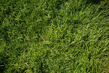 Close-up flat design grass blades are showing lush green texture under bright sunlight