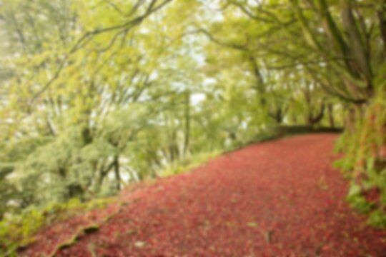 Fototapeta Walkway along trees in forest