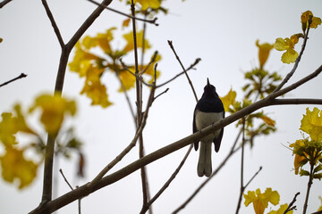 Oriental Magpie-Robin (Copsychus saularis) perched on bare branch amid bright yellow trumpet blossoms of Handroanthus chrysotrichus at Tai Mo Shan, Hong Kong. Striking black and white bird against gol © LapTak