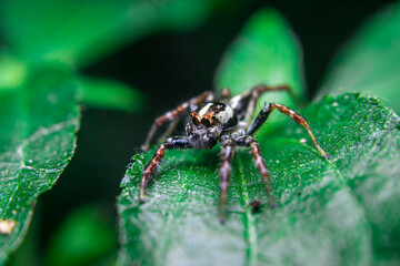 Two-striped Jumping Spider (Telamonia dimidiata) waits for prey on a leaf. Insect-eating arboreal spider found in tropical forests across Asia.
