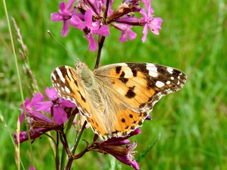Painted Lady Butterfly Resting on Wildflower in Meadow