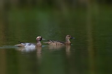 Two garganey ducks swimming together on calm water with blurred green background