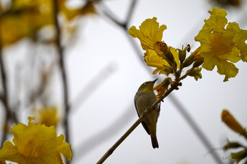 Swinhoe's White-eye (Zosterops simplex) perched on Handroanthus chrysanthus branch in Nam Cheong,...