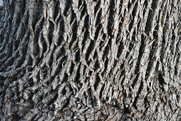 Interesting pattern in tree bark.