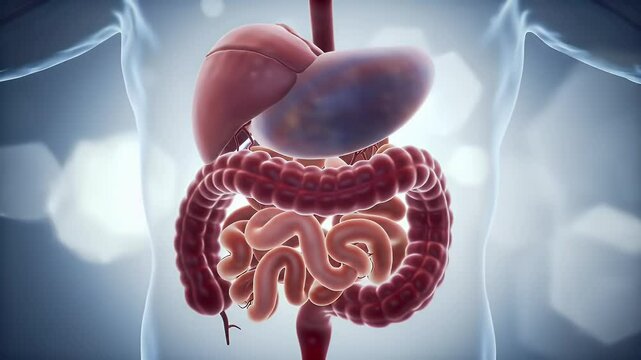 Digestive system anatomy illustration