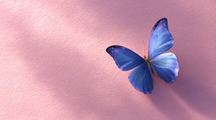 Elegant blue butterfly resting on a textured pink background representing natural beauty and serenity