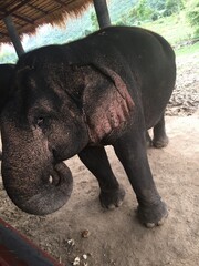 Fototapeta premium Elephant 