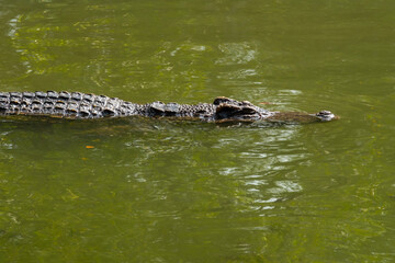 Crocodile in the river and the body of the crocodile is partially submerged. The crocodile poked...