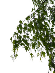 Macro photo of a natural birch branch on a transparent background