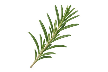 Fototapeta premium Vibrant green rosemary sprig, isolated on a transparent background, ready for culinary or design projects