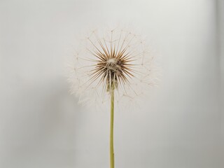 Fototapeta premium Cinematic realistic close-up of a dandelion seed head, subtly reflecting ambient light, appearing to float against a pure white wall. 