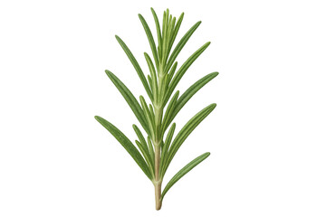 Fototapeta premium Close-up of a vibrant green rosemary sprig, isolated on a transparent background, ready for use in culinary or design projects