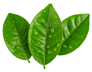 Tangerine Leaf Trio with Water Drops and Curved Stems, Isolated PNG