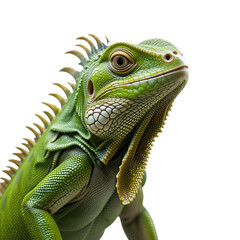 Obraz premium Vibrant Green Iguana Portrait Close up of a Reptile with Detailed Scales and Textured Skin