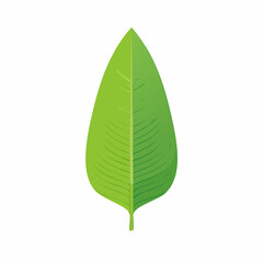 Vibrant Green Leaf with Detailed Veins and Smooth Texture