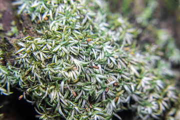 Dry moss on decayed wood, showing dehydration due to low humidity. Bryophyta species. Feeds on moisture and nutrients. Found in forests, rocks, and damp environments.