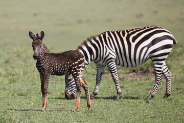 Tira spotted dark zebra in the savannah