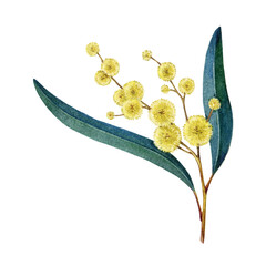 Golden wattle element with flowers on white background. Watercolor vintage style illustration. Hand drawn Acacia pycnantha Australia national floral emblem. Golden wattle Australia native plant