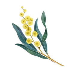 Golden wattle branch element with flowers on white background watercolor illustration. Acacia pycnantha Australia national floral emblem. Golden wattle Australia native plant on white background