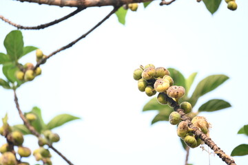 Ficus racemosa fruits. Its other names cluster fig, red river fig and gular. This  is a species...