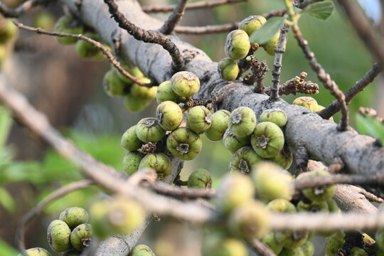 Ficus racemosa fruits. Its other names cluster fig,&nbsp;red river fig and&nbsp;gular. This &nbsp;is a species of plant in the family&nbsp;Moraceae. It is native to Australia and tropical Asia.