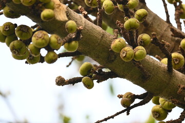 Ficus racemosa fruits. Its other names cluster fig, red river fig and gular. This  is a species...