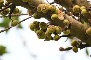 Ficus racemosa fruits. Its other names cluster fig, red river fig and gular. This  is a species...