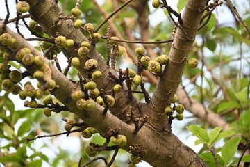 Ficus racemosa fruits. Its other names cluster fig, red river fig and gular. This  is a species...