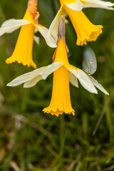 Narcissus pseudonarcissus.  a species almost exclusively native to León. Native to the climate of certain areas of the Cantabrian Mountains.