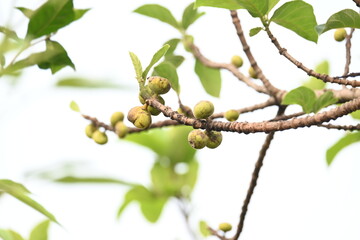Ficus racemosa fruits. Its other names cluster fig, red river fig and gular. This  is a species of plant in the family Moraceae. It is native to Australia and tropical Asia.