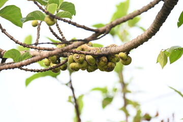 Ficus racemosa fruits. Its other names cluster fig, red river fig and gular. This  is a species of plant in the family Moraceae. It is native to Australia and tropical Asia.