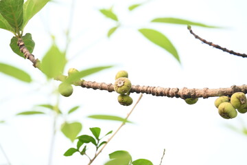 Ficus racemosa fruits. Its other names cluster fig, red river fig and gular. This  is a species of plant in the family Moraceae. It is native to Australia and tropical Asia.