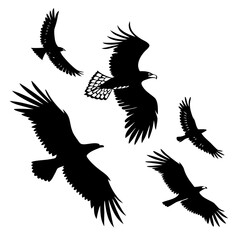 Obraz premium Black silhouettes of soaring eagles in flight bird flying