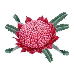 Waratah red flower with leaves element watercolor botanical illustration. Waratah flower Australian native wildflower. Hand drawn telopea blossom isolated on white background