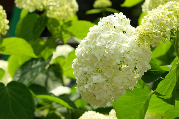 White garden hydrangea close-up. Hydrangea bud in the sun. Summer flowers.