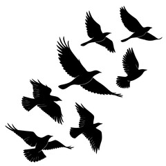 Flock of black birds in flight silhouette flying