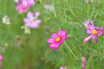 Pink Cosmos Flowers in Summer Garden