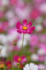 Pink Cosmos Flower in a Garden