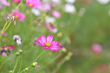 Pink Cosmos Flower in a Summer Meadow