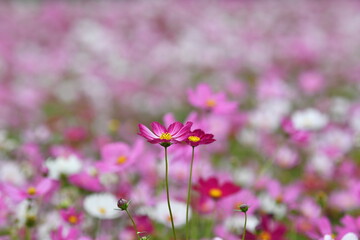 Pink Cosmos Flowers in a Field