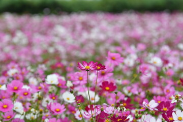 Pink Cosmos Flowers in a Field