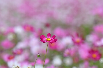Pink Cosmos Flower in Bloom