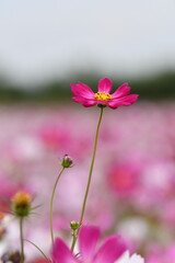 Pink Cosmos Flower Blossom