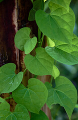 Close-up view the green leaves ivy on tree trunk
