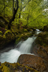 Stream and beech forest.  This beech forest never ceases to amaze, always providing different photographs depending on the season and the flow.
