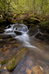 Stream and beech forest.  This beech forest never ceases to amaze, always providing different photographs depending on the season and the flow.